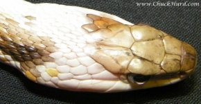 Piebald eastern head shot.jpg