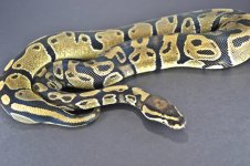 11hPI02.jpg