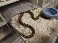 Eastern het pied # 1 CB 11.jpg