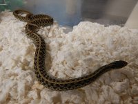 Eastern het pied # 7 CB 11.jpg