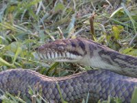 snakes 004.jpg
