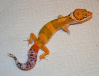 stadamfros13m1-18.jpg