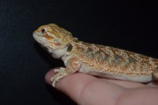 DSC_1734.jpg