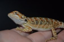 DSC_1739.jpg