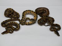 Pastel Clown x Woma Clutch.jpg
