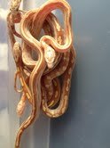 cornsa2.jpg