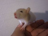 rats.jpg
