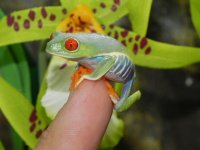 Red_Eye_Tree_Frogs_29.99__38386.1354330471.1280.1280.JPG