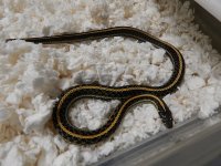 Plains Red hypo # 3 male CB 2012.jpg