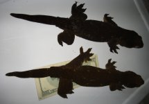 Poindimie_Pair_6.jpg