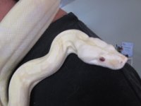 dogs and snake2 038.JPG