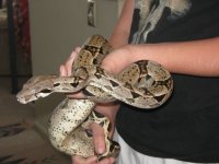 dogs and snake2 068.jpg
