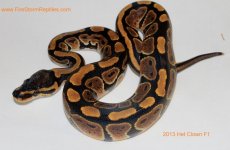Het Clown F1 002tft.jpg