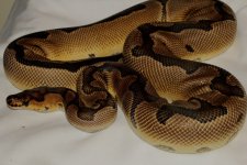 Clown Breeder 006f.jpg