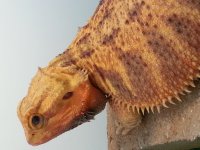 HrobJr2.jpg