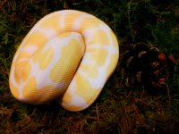 Fs albino.jpg