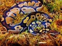 Fs het albino.jpg