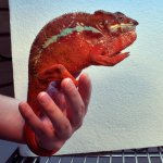 Tamatave Panther Chameleon.jpeg