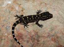Hemidactylus prashadi - newborn.jpg