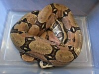 pastel het albino.jpg