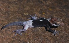 Pachydactylus gaiasensis - juvenile1.jpg