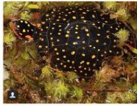 Nice Spotted.jpg