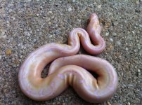 albino spider1.jpg