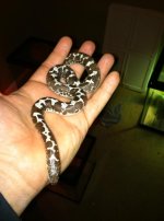 Female Snadboa.jpg
