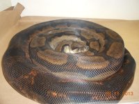 motleyboa.jpg