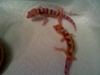 babygeckos72413.jpg