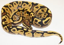 13vanillayellowbelly1-m2-130-450.JPG