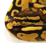 13vanillayellowbelly3-m2-130-450.JPG