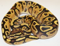 13vanillayellowbelly2-m2-130-450.JPG