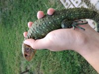 caiman lizard body pic.jpg