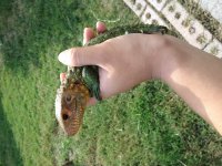 caiman lizard head pic.jpg
