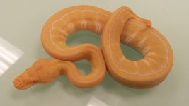 2013 albino pinstripe Female 78g.jpg