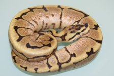2013 Fire Spider female  140g.jpg