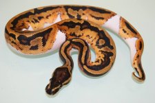 2013 male pied 120g.jpg