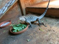 Reptiles 049.jpg