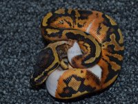 Pied-9-13-13_01.jpg