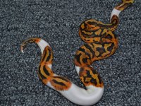 Pied-9-13-13_03.jpg
