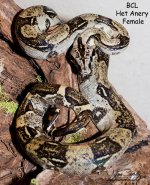 BCL fem1 WM.jpg