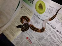 Pied Female.jpeg