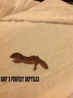 banded gecko.jpg