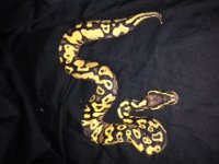 pastel yellow bellie.JPG