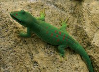 GrandisDayGecko.jpg