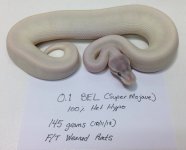 BEL Female FS 145 grams 10.12.2013.jpg