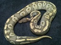 Mojo male Iherp pic.jpg