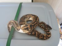 Reptiles 195.jpg