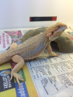 male hypo dunner.png